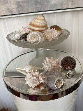 Decorative Large Sea Shell Collection - Neutral & Pink Tones